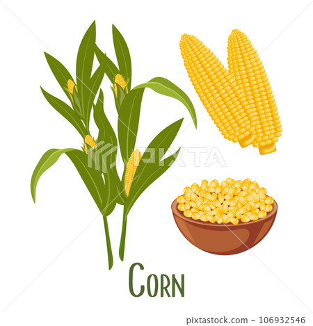 Set of corn grains and ears of corn. Corn plant, sweet corn, corn cobs, corn kernels in a plate. Agriculture, food icons, vector Set of corn grains and ears of corn. Corn plant, sweet corn, corn cobs, corn kernels in a plate. Agriculture, food icons, vector 106932546