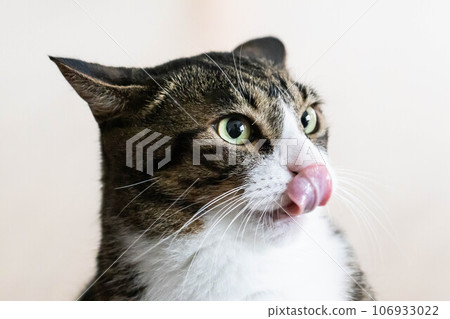 cat curling its tongue cat curling its tongue 106933022