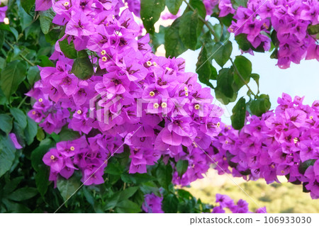 Bougainvillea bush grows next to residential buildings on the coast. Summer landscapes in journey. Violet blooming flowers. 106933030