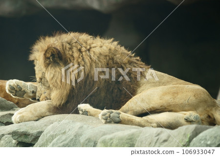 Lion's male Lion's male 106933047