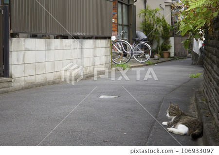 都市流浪貓 都市流浪貓 106933097