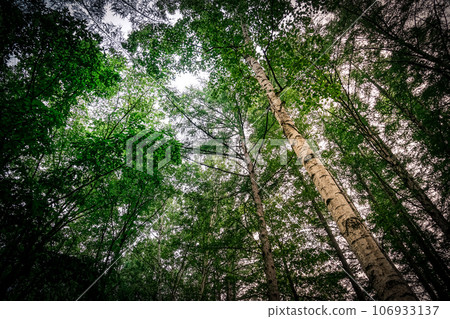 Image in the forest of Furano, Hokkaido Image in the forest of Furano, Hokkaido 106933137