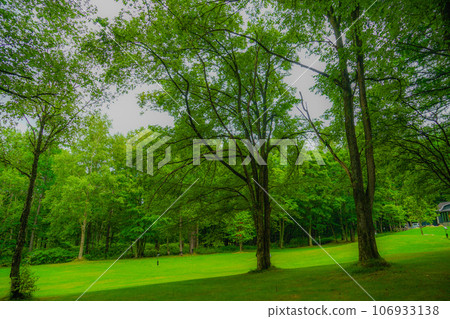 Image in the forest of Furano, Hokkaido Image in the forest of Furano, Hokkaido 106933138