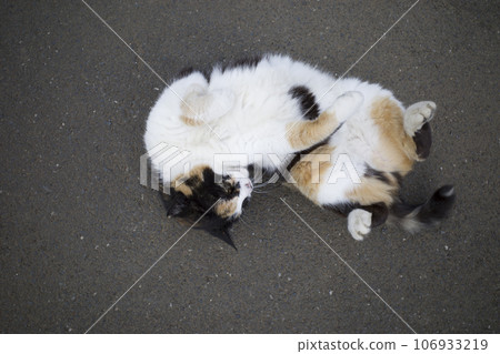 Urban stray cat Urban stray cat 106933219