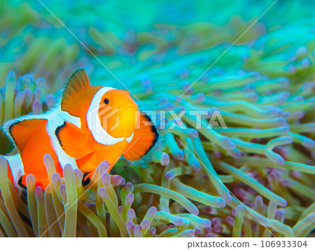 Clownfish hiding among sea anemones 106933304