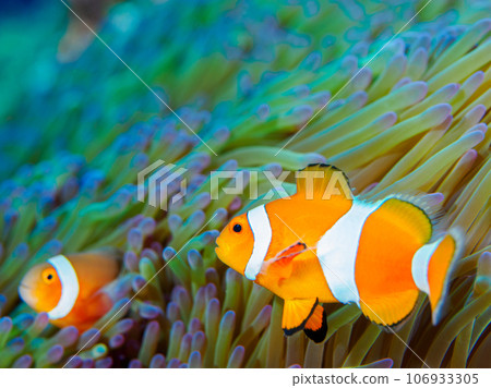 隱藏在海葵中的小丑魚 106933305