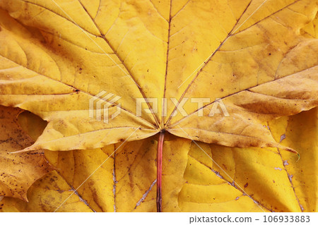 Vibrant yellow autumn maple leaves background, close up. Macro photo of fallen foliage. Concept of change of seasons, back to school, Canada Day, Thanksgiving Day, Civic Day Holiday, Victoria Day Vibrant yellow autumn maple leaves background, close up. Macro photo of fallen foliage. Concept of change of seasons, back to school, Canada Day, Thanksgiving Day, Civic Day Holiday, Victoria Day 106933883