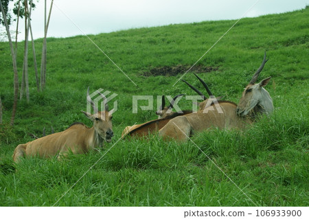 Eland Eland 106933900