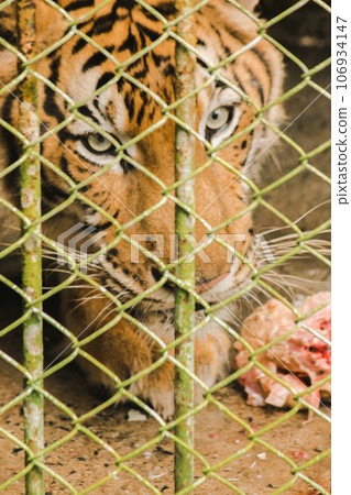 A large tiger eats raw chicken. imprisoned in a steel cage A large tiger eats raw chicken. imprisoned in a steel cage 106934147