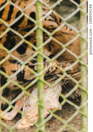 A large tiger eats raw chicken. imprisoned in a steel cage A large tiger eats raw chicken. imprisoned in a steel cage 106934148