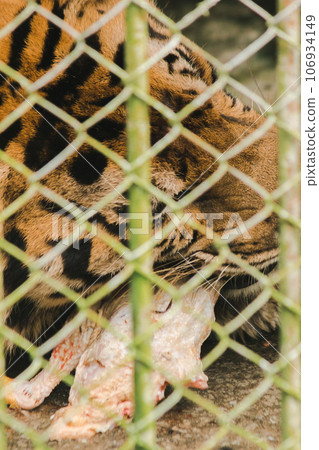 A large tiger eats raw chicken. imprisoned in a steel cage A large tiger eats raw chicken. imprisoned in a steel cage 106934149