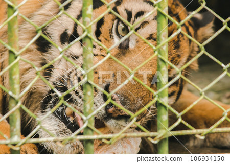A large tiger eats raw chicken. imprisoned in a steel cage A large tiger eats raw chicken. imprisoned in a steel cage 106934150