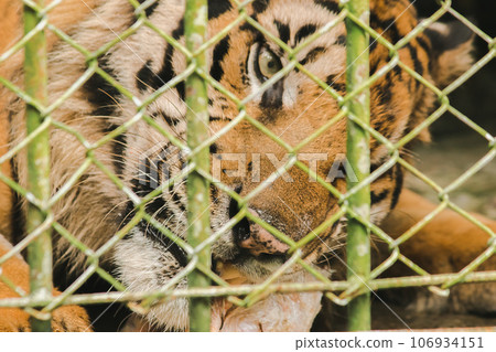 A large tiger eats raw chicken. imprisoned in a steel cage 106934151
