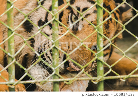 A large tiger eats raw chicken. imprisoned in a steel cage 106934152