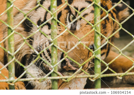 A large tiger eats raw chicken. imprisoned in a steel cage A large tiger eats raw chicken. imprisoned in a steel cage 106934154