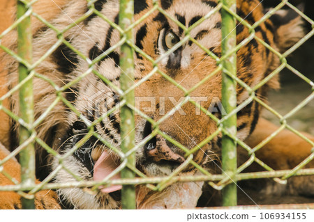 A large tiger eats raw chicken. imprisoned in a steel cage A large tiger eats raw chicken. imprisoned in a steel cage 106934155