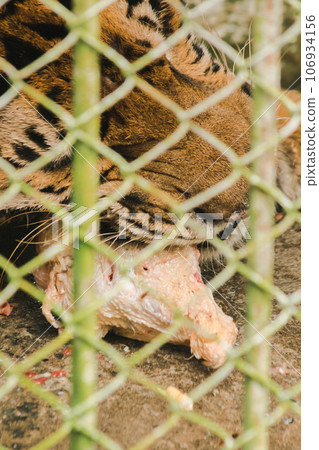 A large tiger eats raw chicken. imprisoned in a steel cage A large tiger eats raw chicken. imprisoned in a steel cage 106934156
