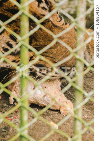 A large tiger eats raw chicken. imprisoned in a steel cage 106934157