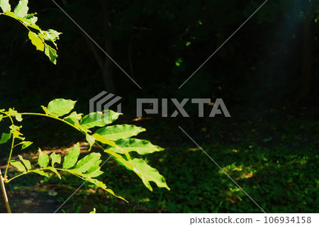 Leaf illuminated by light Leaf illuminated by light 106934158