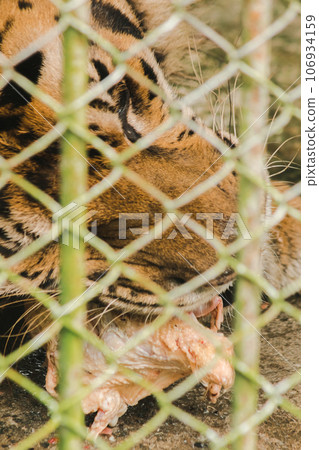 A large tiger eats raw chicken. imprisoned in a steel cage A large tiger eats raw chicken. imprisoned in a steel cage 106934159