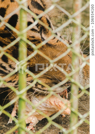A large tiger eats raw chicken. imprisoned in a steel cage A large tiger eats raw chicken. imprisoned in a steel cage 106934160