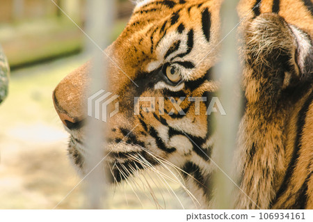 A big Bengal tiger trapped in an iron cage. A big Bengal tiger trapped in an iron cage. 106934161