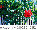 開花在庭院裡的紅色玫瑰 106934162
