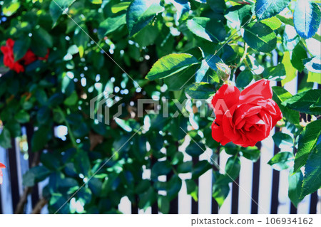 Red rose blooming in the garden Red rose blooming in the garden 106934162