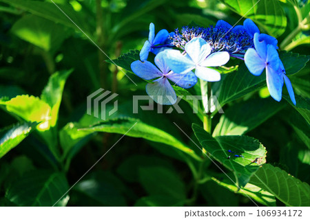 Blue hydrangea Blue hydrangea 106934172