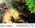 清澈的溪流映出綠色 106934176