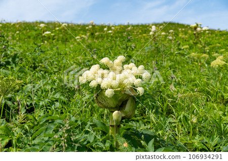 Ezonyu blooming on Rishiri Island Ezonyu blooming on Rishiri Island 106934291