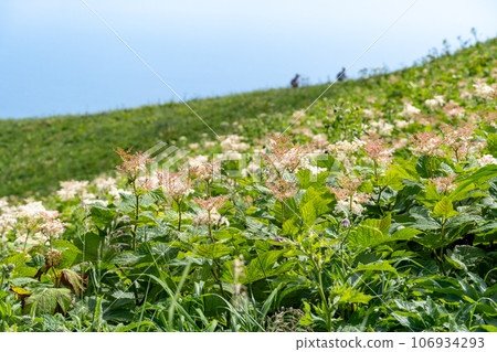 Alpine plants in full bloom on Rebun Island 106934293