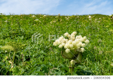 禮文島 Ezonyu 盛開 106934306