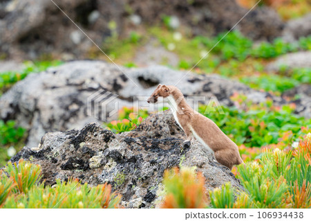 Ezo stoat closes its eyes Ezo stoat closes its eyes 106934438