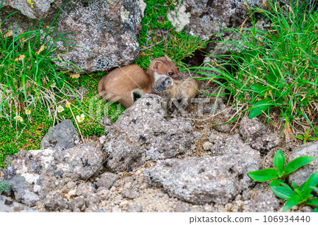 埃宗鼠兔被捕食 106934440