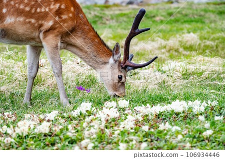 Ezo deer Ezo deer 106934446