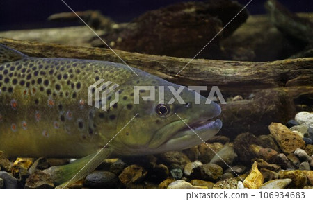 [附視頻]褐鱒 106934683