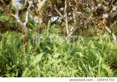 Dense vegetation in a jungle, Galapagos Islands, Ecuador. 106934758