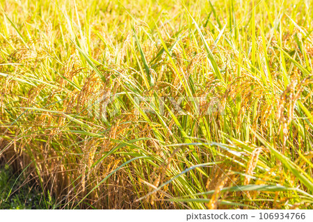 Autumn-colored rice fields Autumn-colored rice fields 106934766