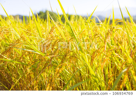 Autumn-colored rice fields 106934769
