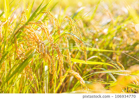 Autumn-colored rice fields Autumn-colored rice fields 106934770