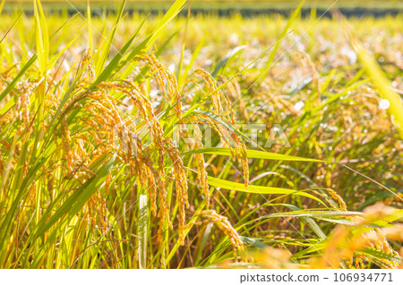 Autumn-colored rice fields Autumn-colored rice fields 106934771