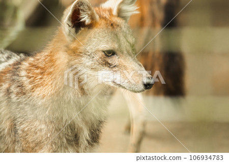 The fox was trapped in a cage without freedom. 106934783