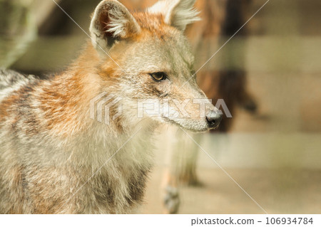 The fox was trapped in a cage without freedom. The fox was trapped in a cage without freedom. 106934784