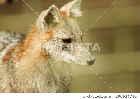 The fox was trapped in a cage without freedom. The fox was trapped in a cage without freedom. 106934786