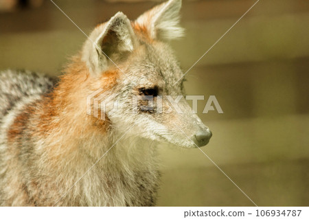 The fox was trapped in a cage without freedom. The fox was trapped in a cage without freedom. 106934787