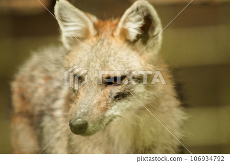 The fox was trapped in a cage without freedom. The fox was trapped in a cage without freedom. 106934792