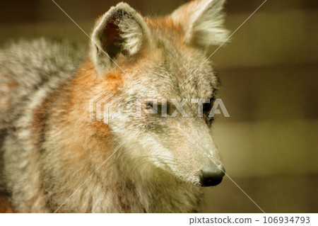 The fox was trapped in a cage without freedom. The fox was trapped in a cage without freedom. 106934793