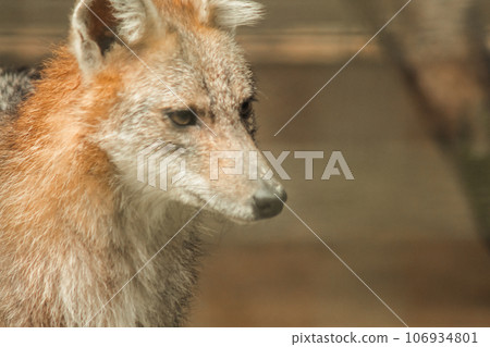 The fox was trapped in a cage without freedom. The fox was trapped in a cage without freedom. 106934801