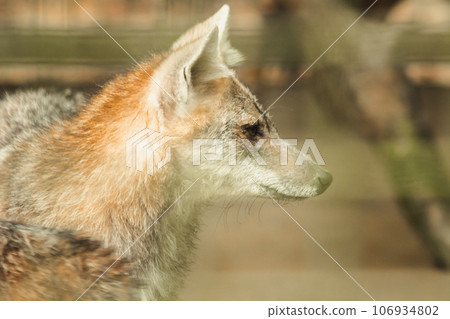 The fox was trapped in a cage without freedom. The fox was trapped in a cage without freedom. 106934802